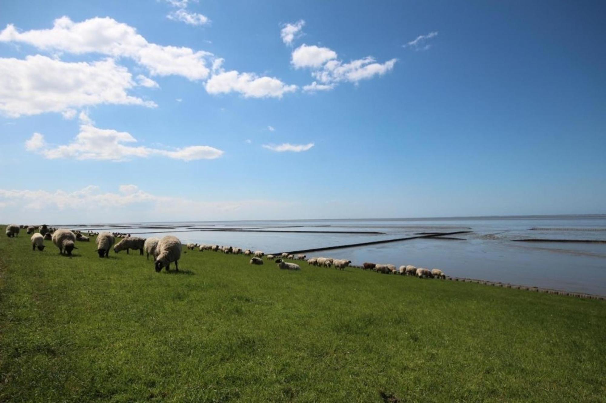 Grosse Nordseewelle Ohne Hund Norden Buitenkant foto